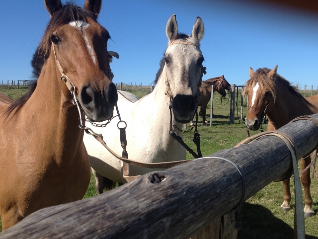  Our horses 